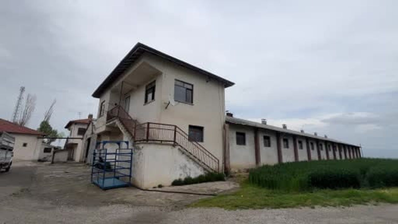 Çorum'da 1,2 Tonluk 'Genco' 650 Bin TL'ye Alıcısını Bekliyor