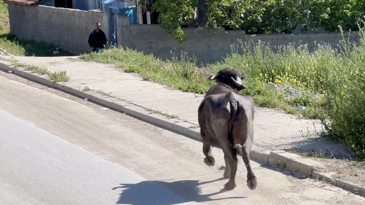 Çorum'da Kaçan Kurbanlık Sahibinin Bodrumda Mahsur Kalmasına Neden Oldu