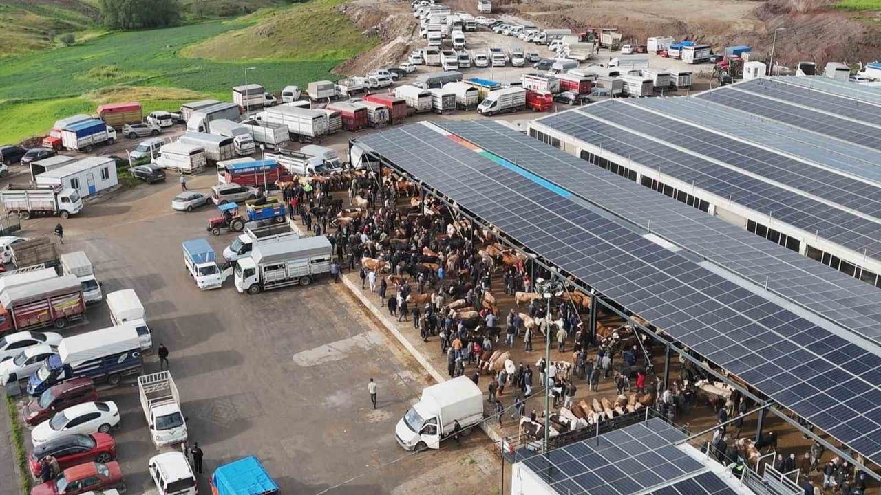 Çubuk Canlı Hayvan Pazarı’nda Bayram Öncesi Yoğunluk ve Fiyatlar