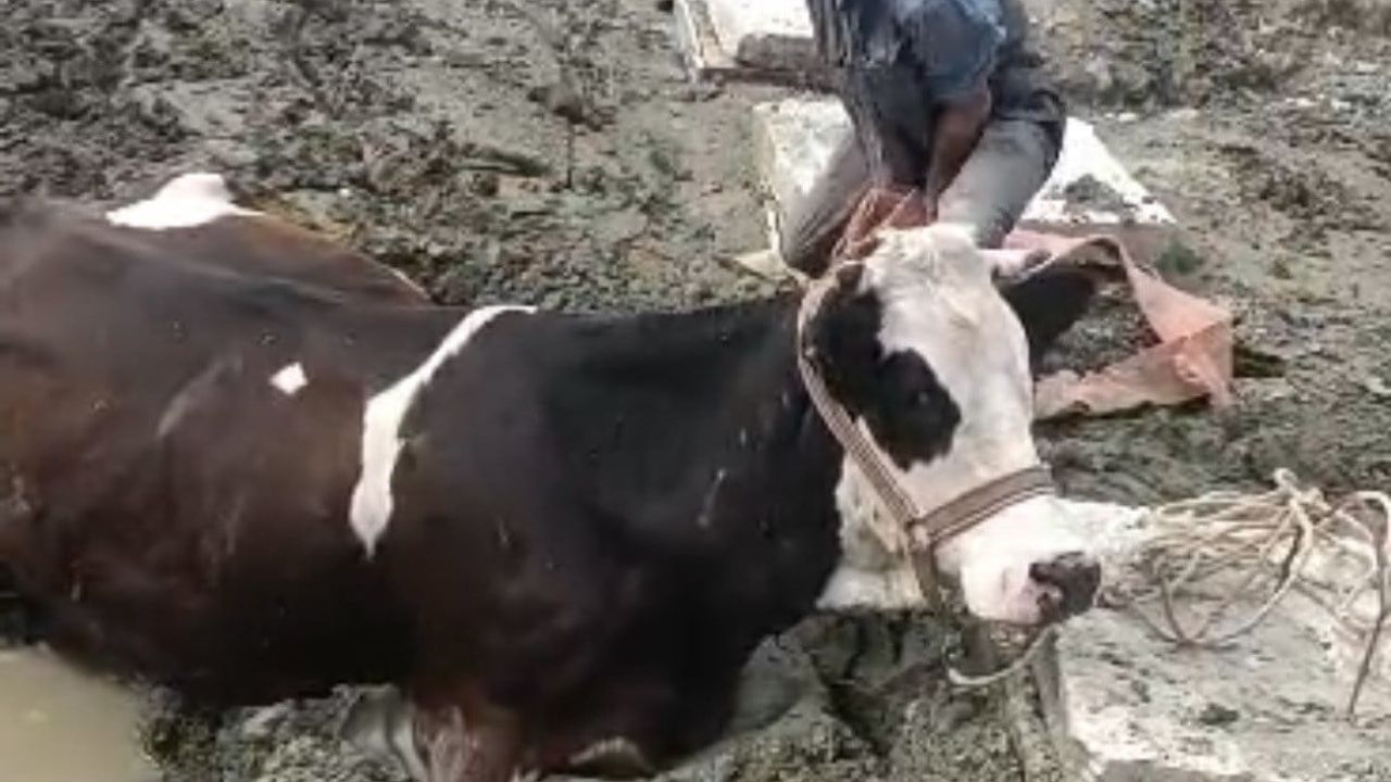 Çüngüş'te Bataklıkta Mahsur Kalan İnek İş Makinesiyle Kurtarıldı