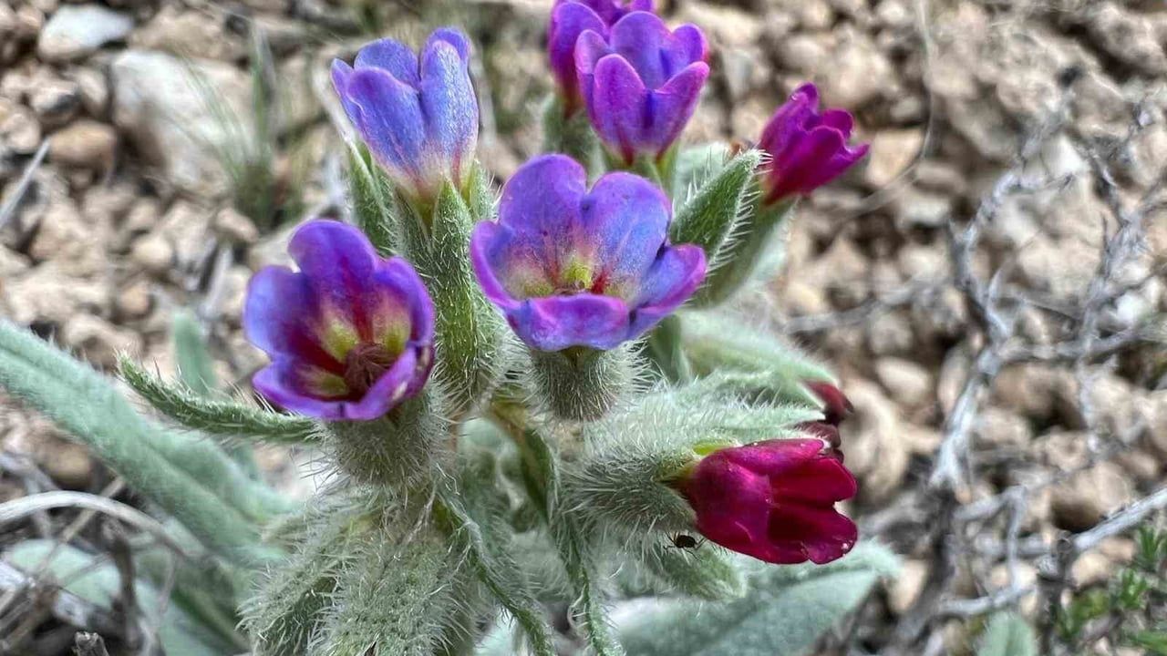 Darende Florası Projesi: İlk Kapsamlı Saha Çalışması Tamamlandı