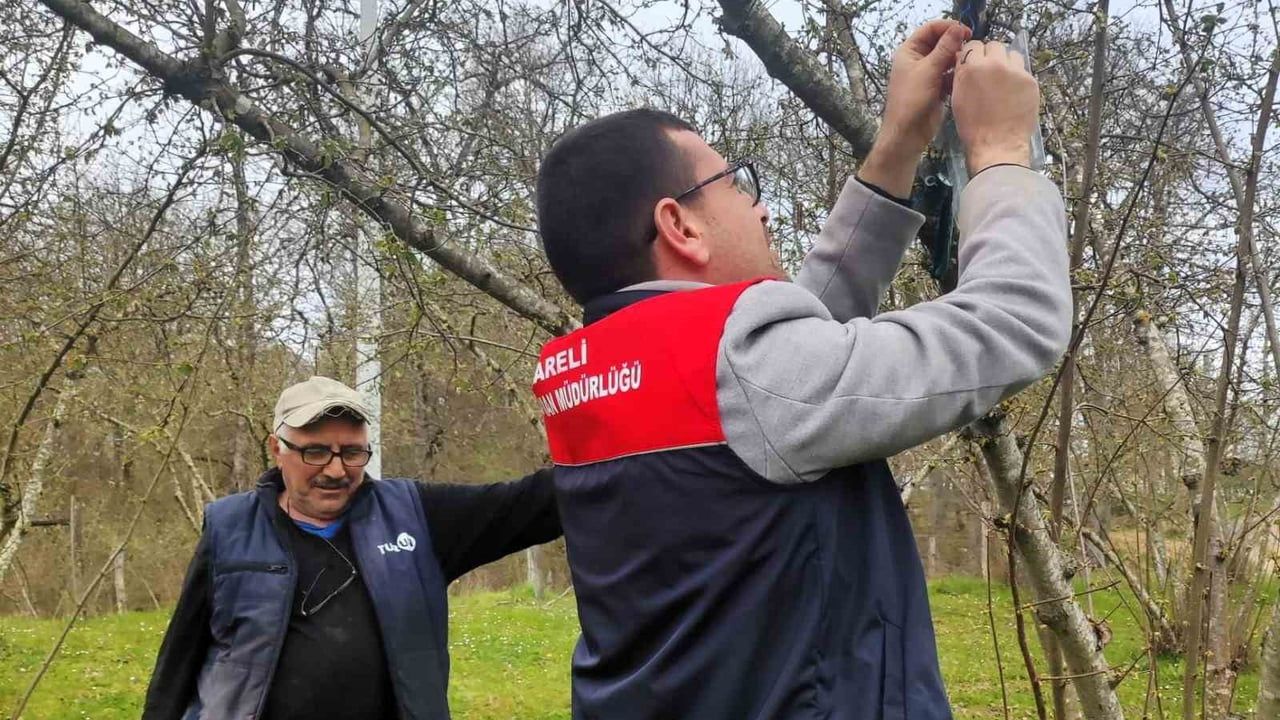 Demirköy'de kahverengi kokarca böceği izleme çalışması başlatıldı