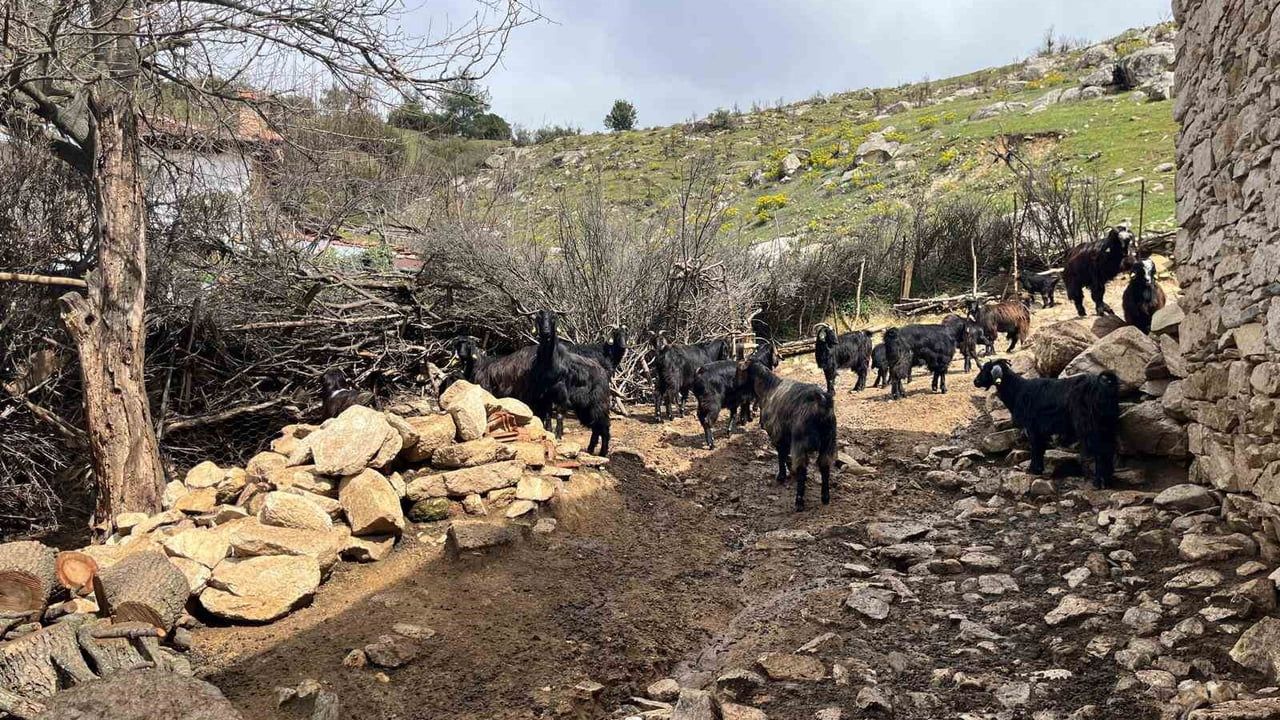 Denizli Buldan'da küçükbaş hayvancılık azalıyor: 75 yaşındaki üretici uyarıyor