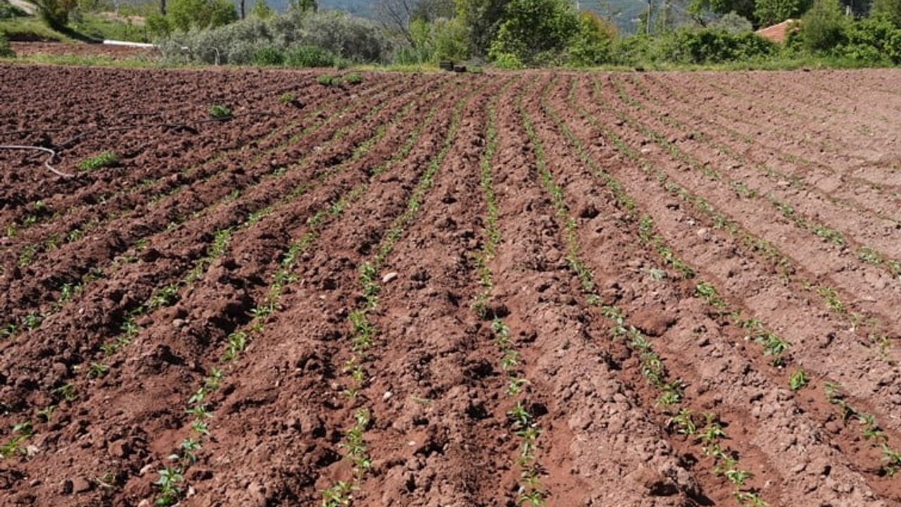 Denizli Büyükşehir'den Kale Biberi üretimine destek: 8 bin 800 kilogram gübre dağıtıldı, fideler toprağa dikildi