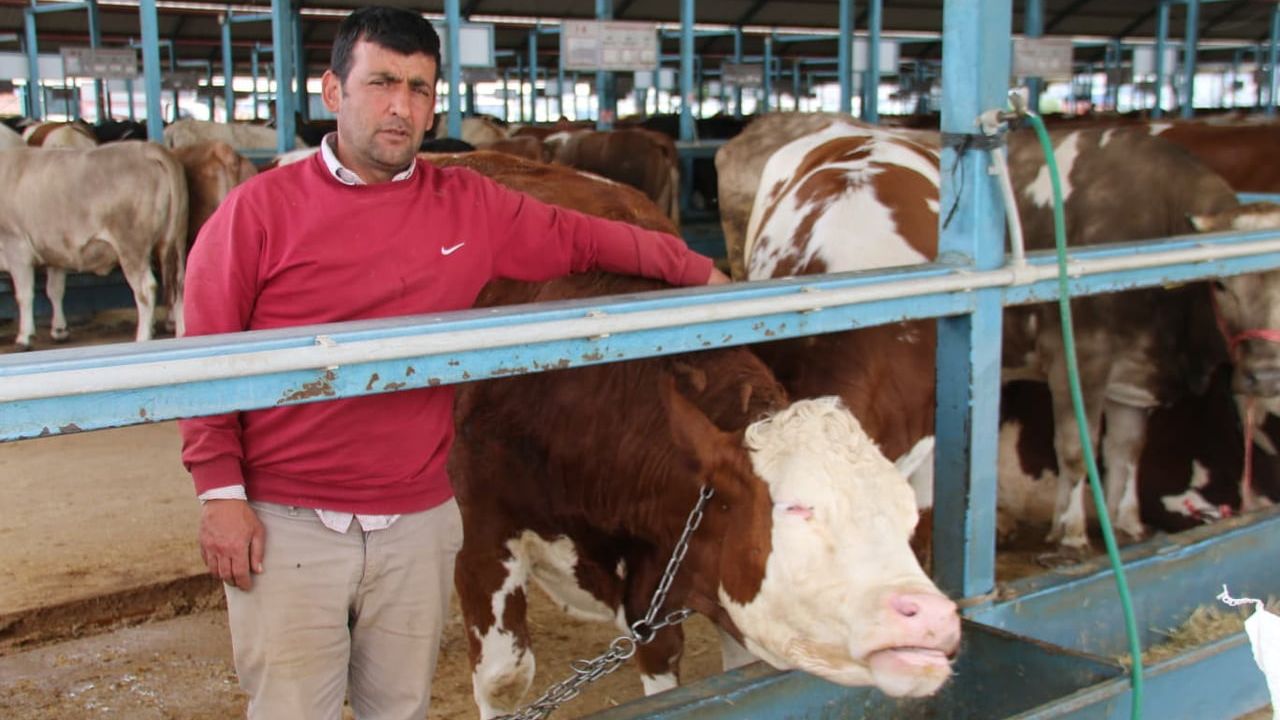 Denizli Kurban Pazarı Bayrama Hazır: Padok Dolulukları, Beklenen Hayvan Sayıları ve Baskül Fiyatları