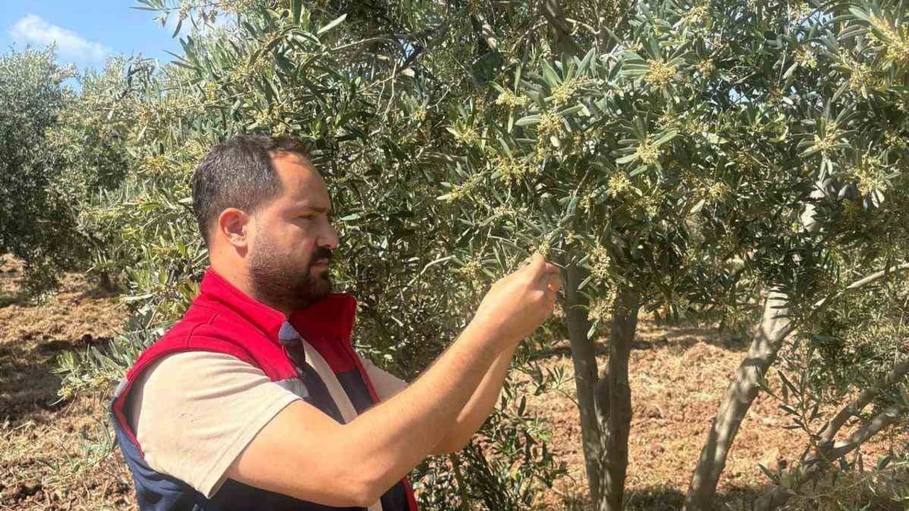 Didim’de 2026 zeytin ve zeytinyağı rekoltesi için verim tespit çalışmaları başladı