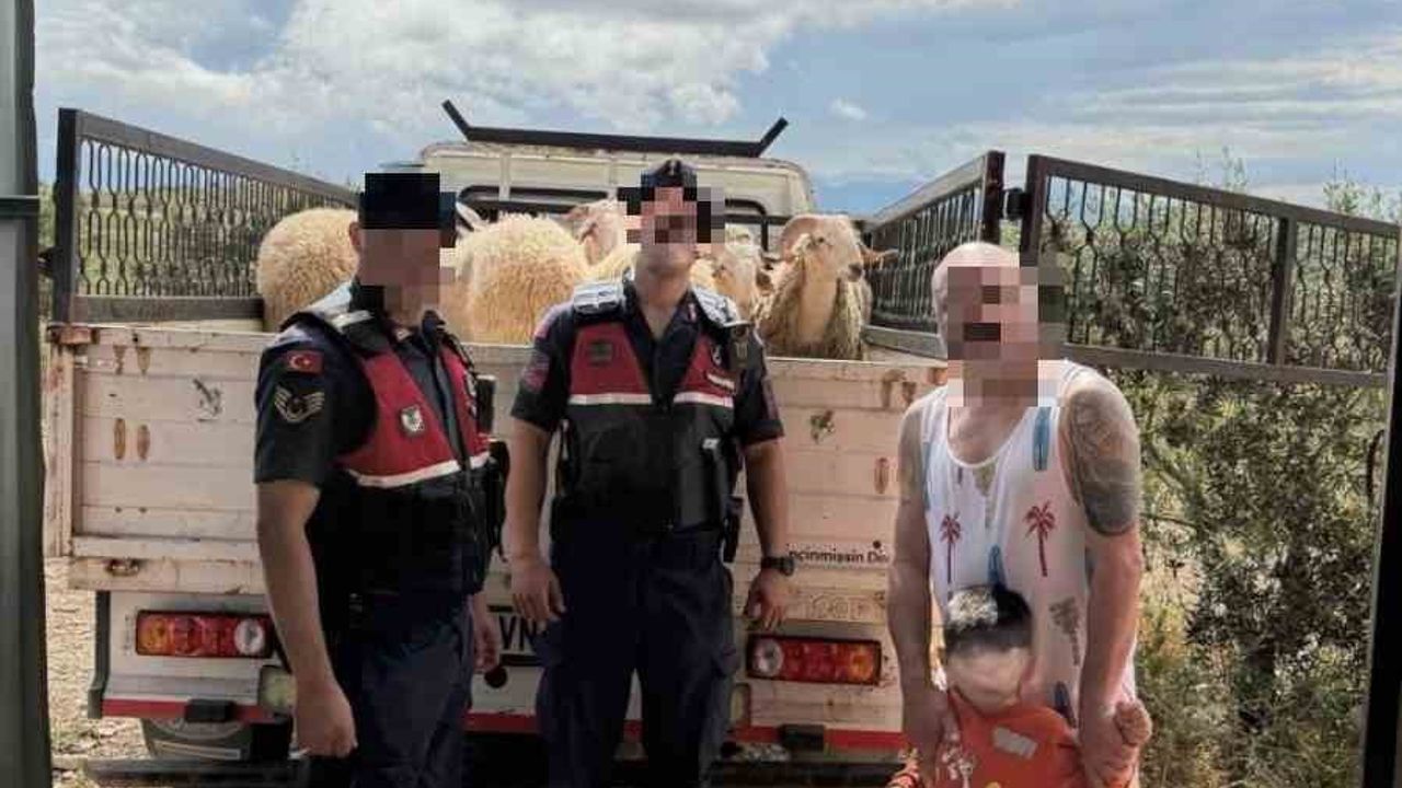 Didim'de Kurban Bayramı Öncesi Çalınan 13 Koyun Jandarma Tarafından Sahibine Teslim Edildi