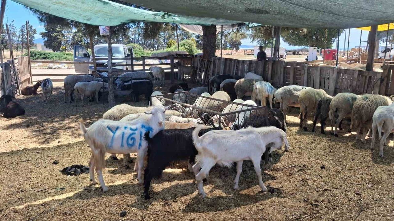 Didim’de kurban pazarı kuruldu: Fiyat aralıkları ve üreticilerin uyarıları