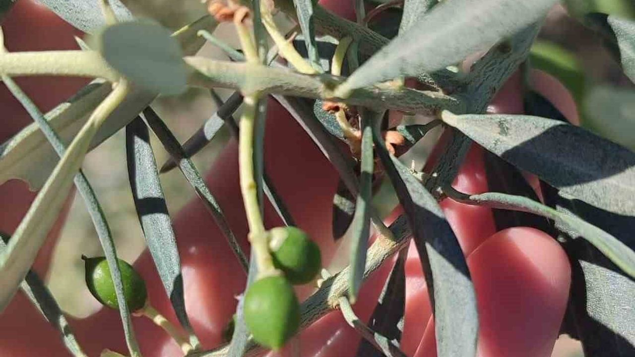 Didim’de zeytin üreticilerine zeytin güvesi uyarısı: Meyve nesline karşı ilaçlama çağrısı