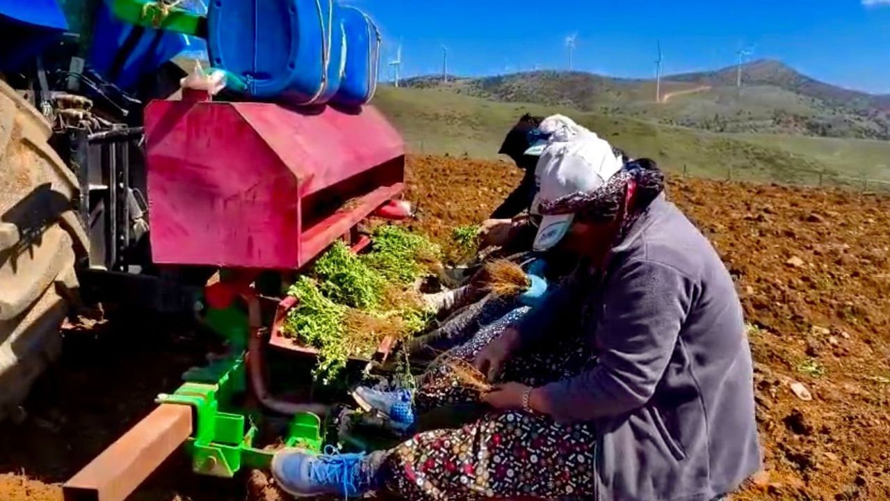 Dinar'da yıllardır atıl kalan tarım arazilerine 'Kekik Yetiştiriciliği' projesiyle ekim başlatıldı