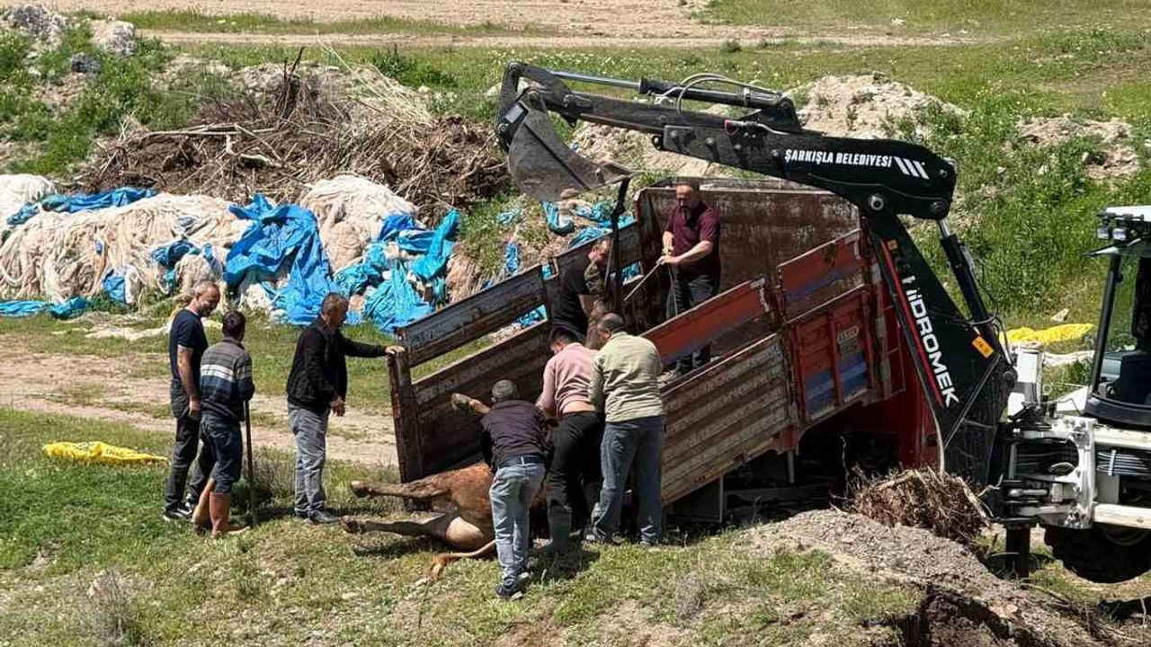Divriği'de kesime 4 gün kala kaçan kurbanlık tosun 4 saatlik kovalamacanın ardından yakalandı