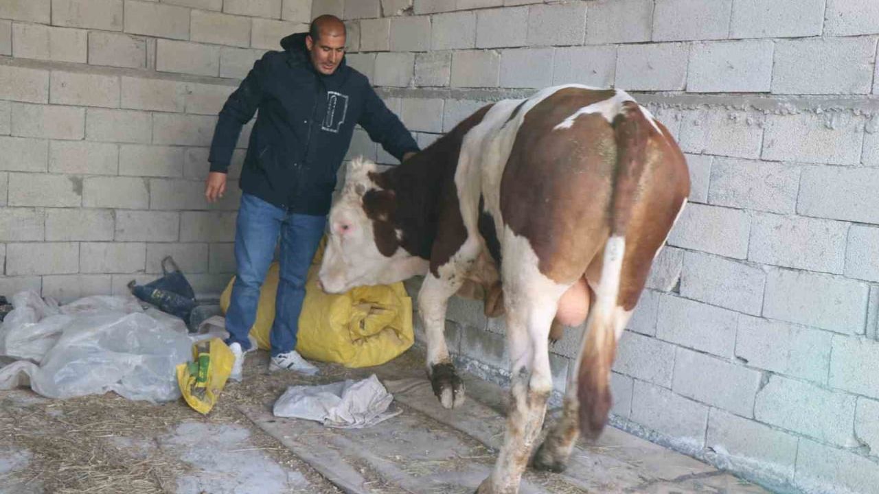 Diyadin’de besicilik geçim kapısı oldu; mandıra eksikliği üreticileri zorluyor