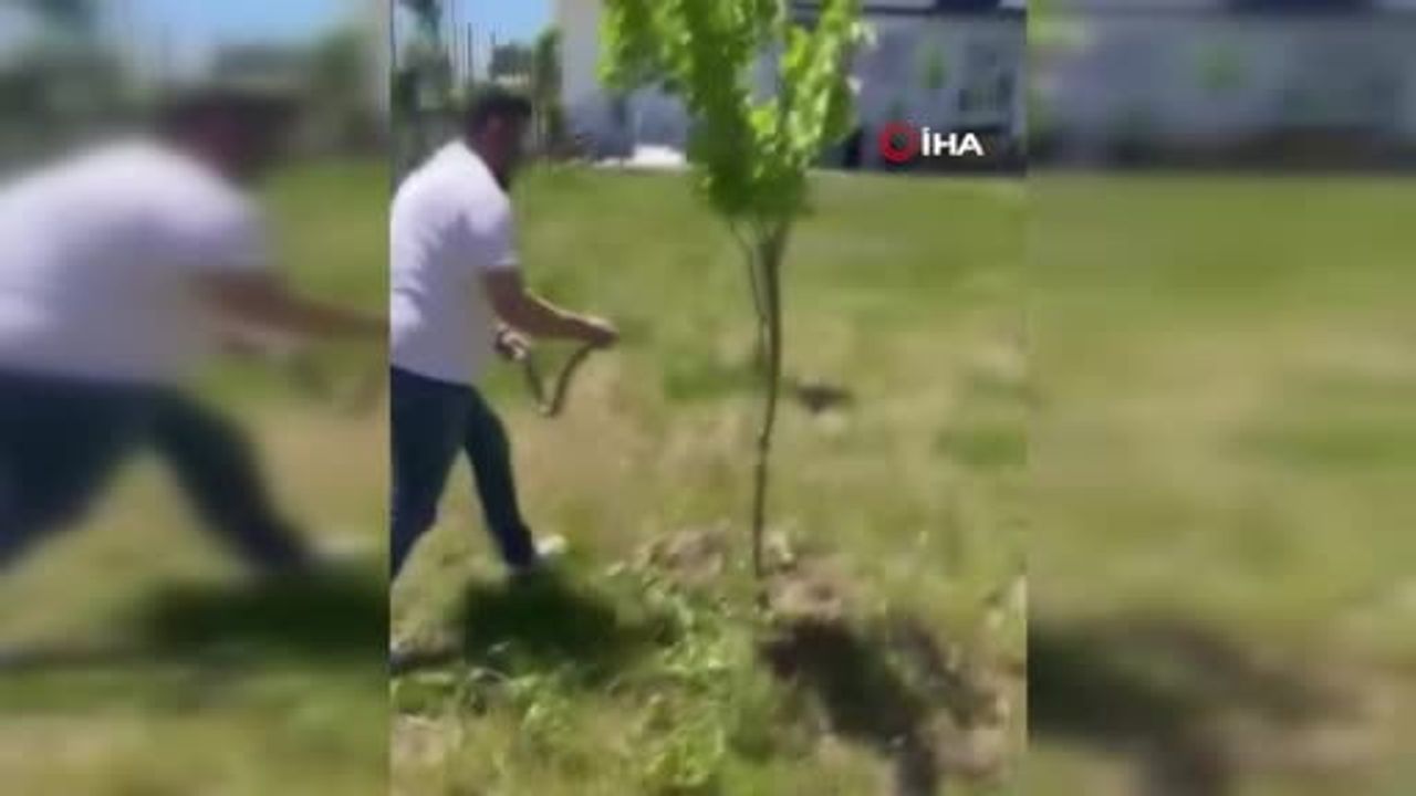 Diyarbakır Bağlar'da site bahçesinde yılan görüldü; vatandaş doğal yaşam alanına bıraktı