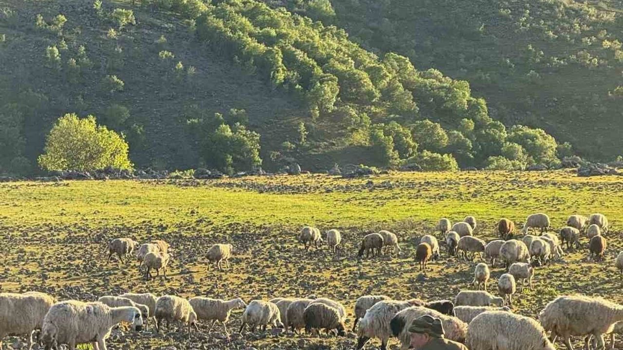 Diyarbakır Çermik'te göçerlerin nisan-mayıs yayla göçü başladı