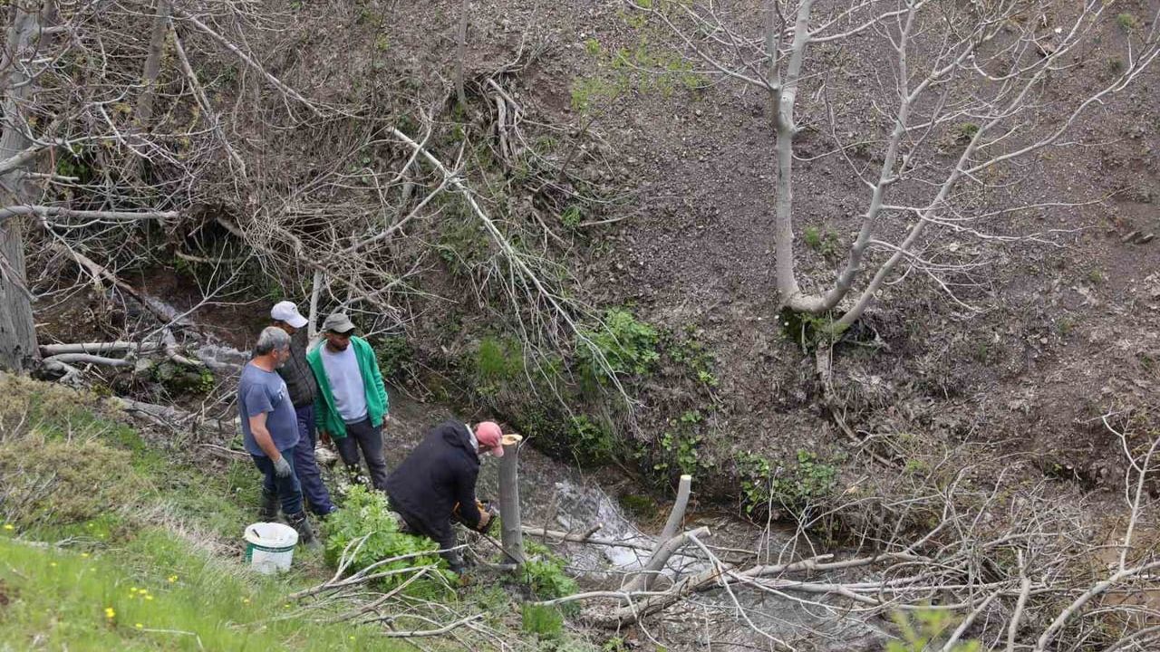 Diyarbakır'da 10 bin yabani ceviz ağacı kalem aşısıyla verimli hale getiriliyor