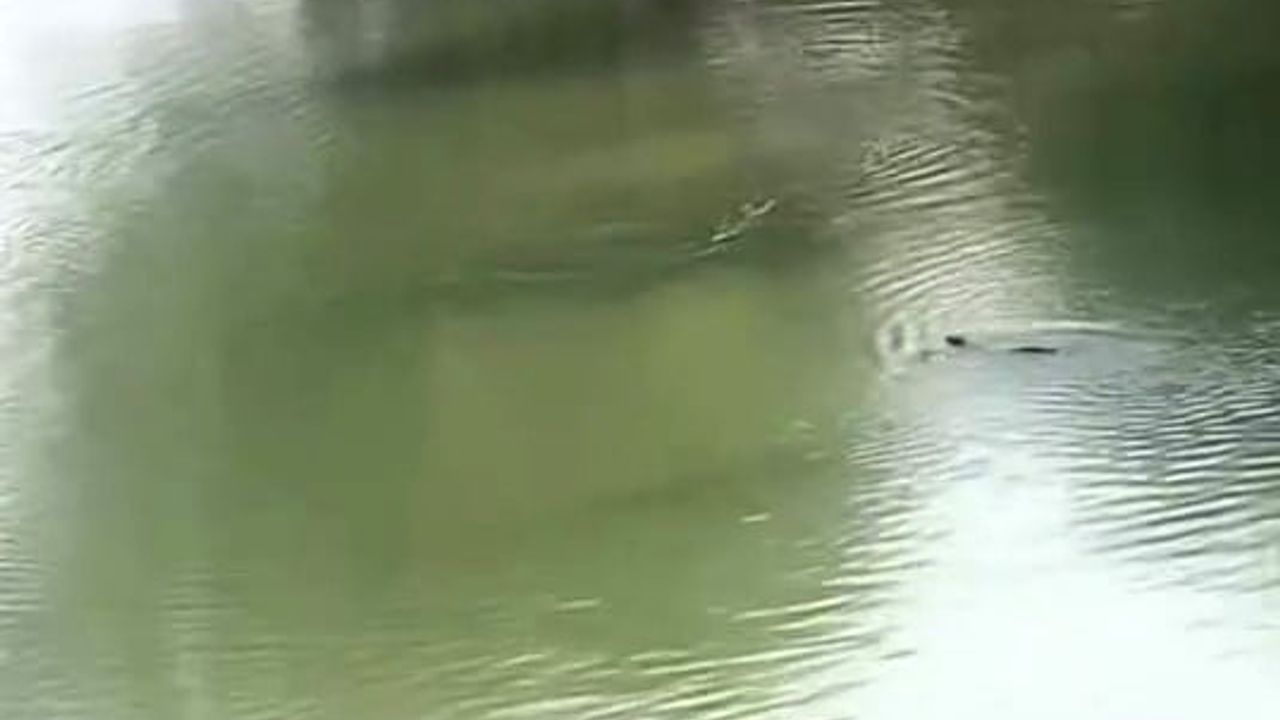 Diyarbakır'da Dicle Nehri'nde tehdit altındaki su samurları görüntülendi