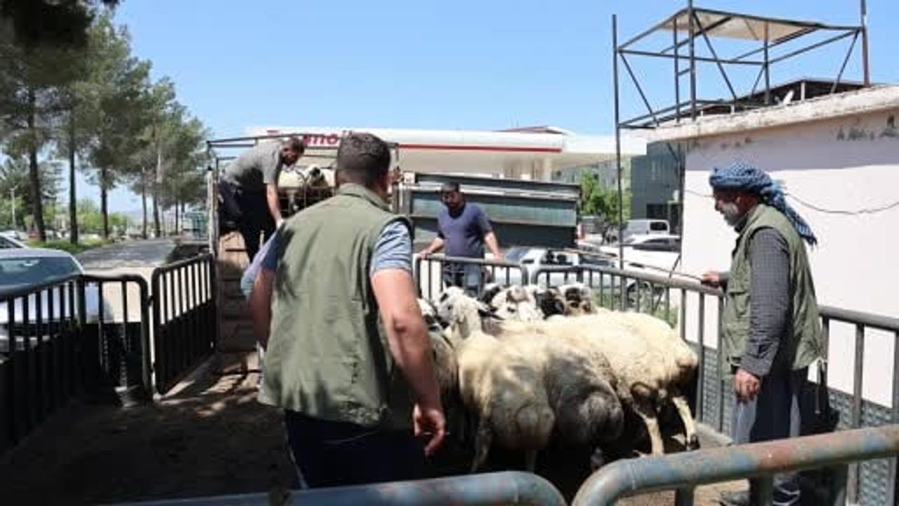 Diyarbakır’dan şehir dışına kurbanlık sevkiyatı sürüyor