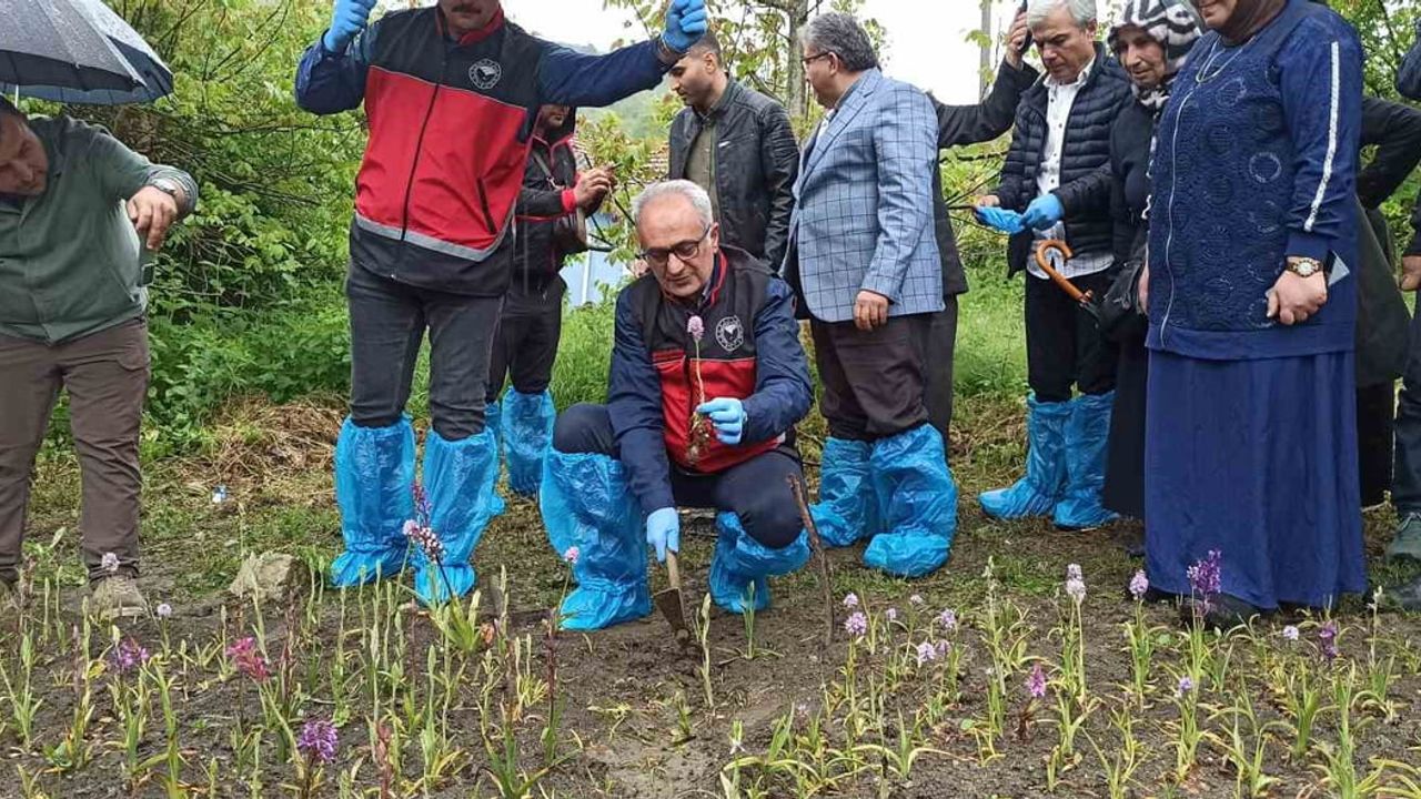 Doğa yürüyüşünde bulduğu salep orkidesiyle 60 bin fideli üretime geçti