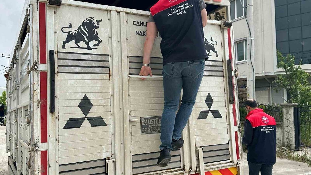 Düzce'de Artan Hayvan Hareketliliğine Karşı Denetimler Sıkılaştırıldı