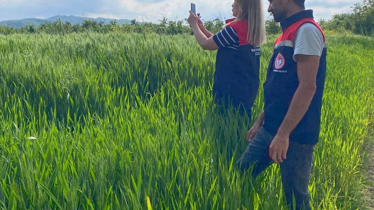 Düzce'de tarım arazileri uydu destekli denetimle doğrulanıyor