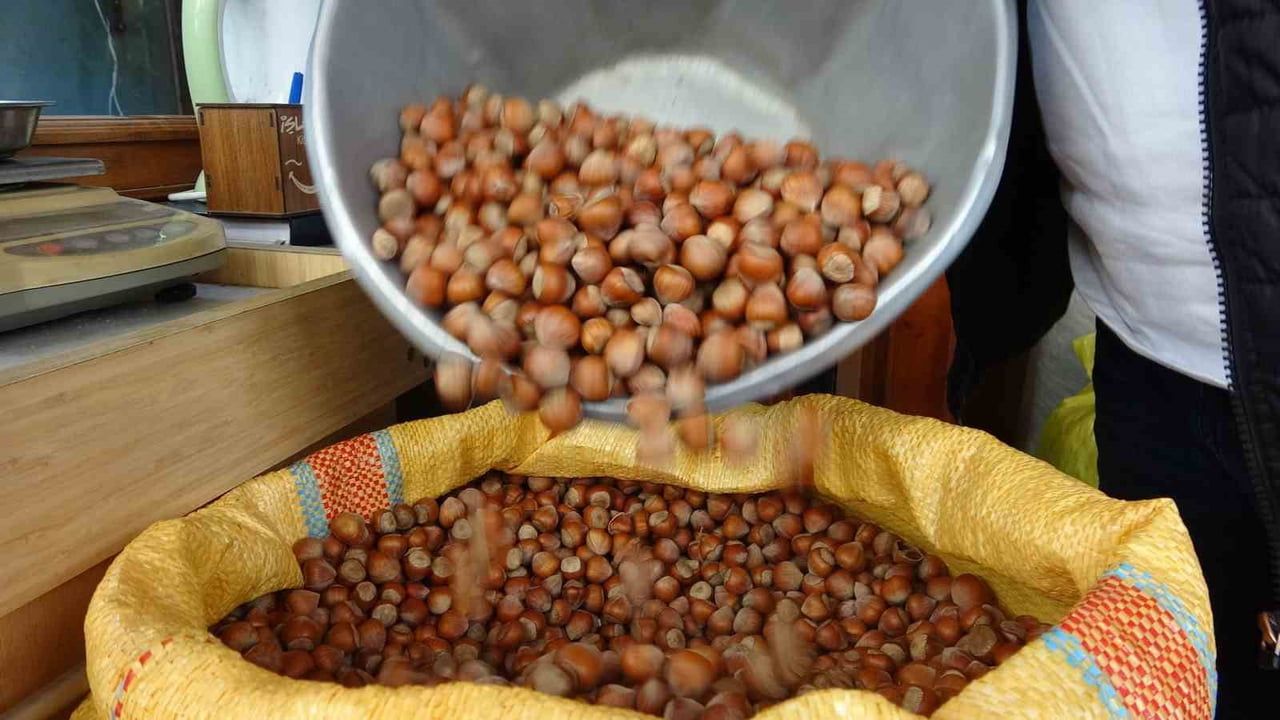 Düzce'den AB Ülkelerine Ocak-Nisan Döneminde 4.452,5 Ton İç Fındık İhracatı