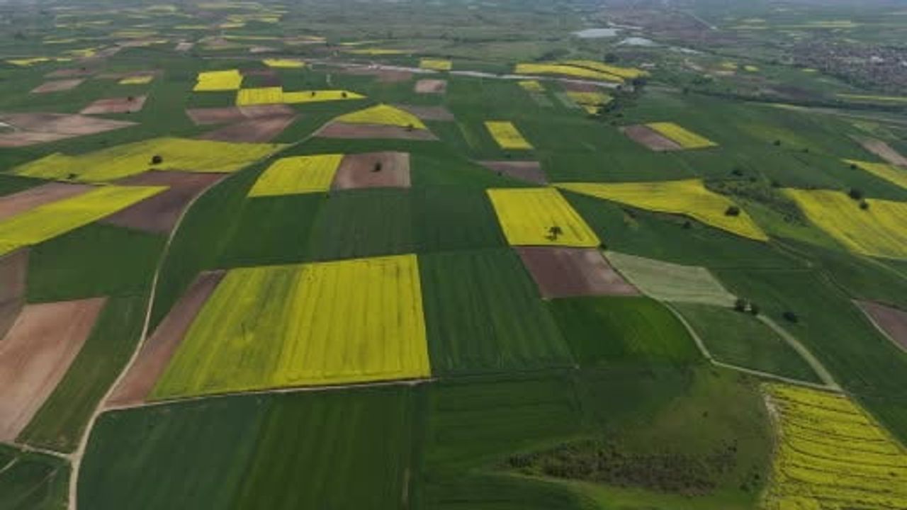 Edirne'de Kanola Tarlaları Baharla Birlikte Sarıya Büründü