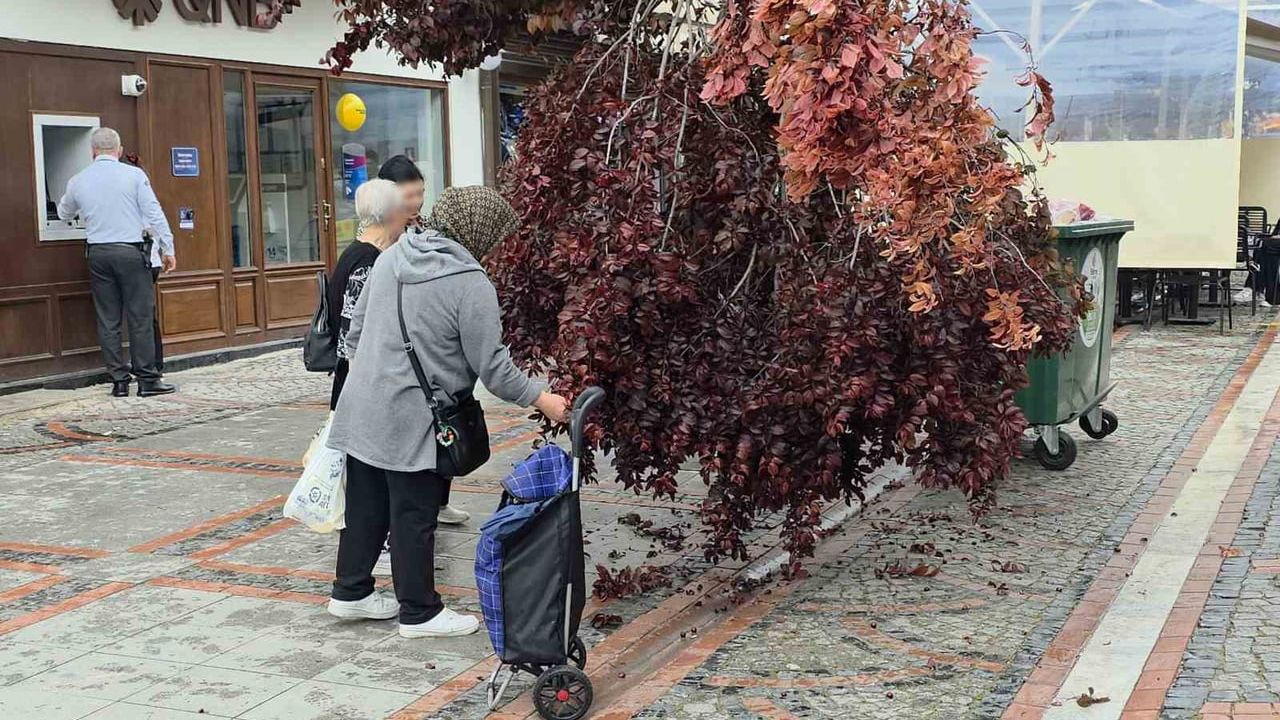 Edirne Saraçlar Caddesi'nde şiddetli rüzgar sonucu devrilen erik ağacı ve toplanan meyveler