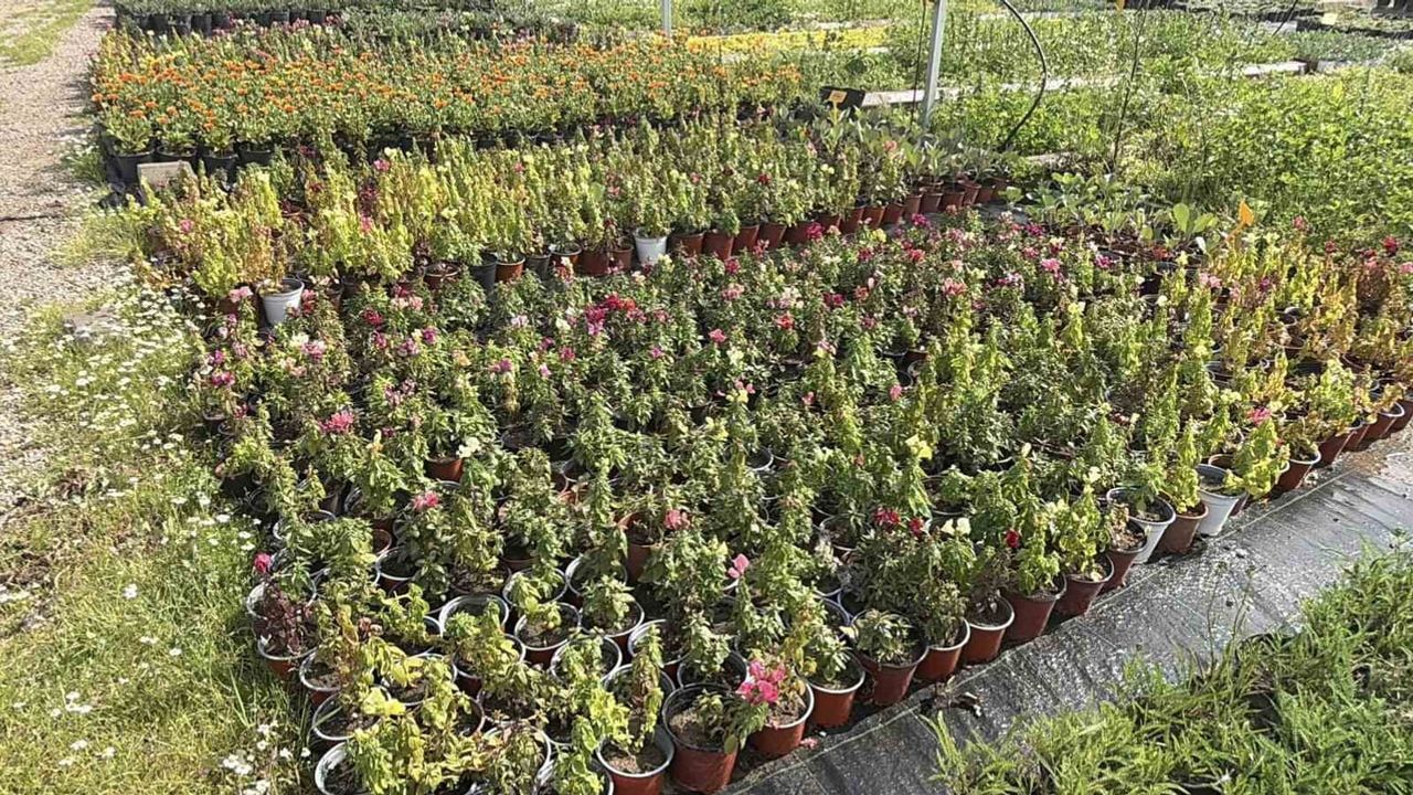 Edremit'te su tasarruflu peyzaj dönemi: Sedum ve sukulent üretimi yaygınlaştırıldı