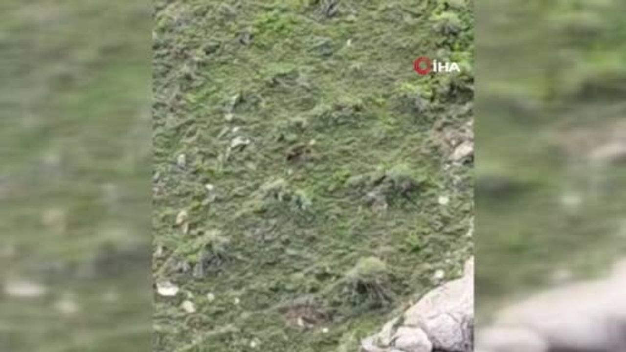 Elazığ Akdağ'da Koşan Ayı Kameraya Yansıdı
