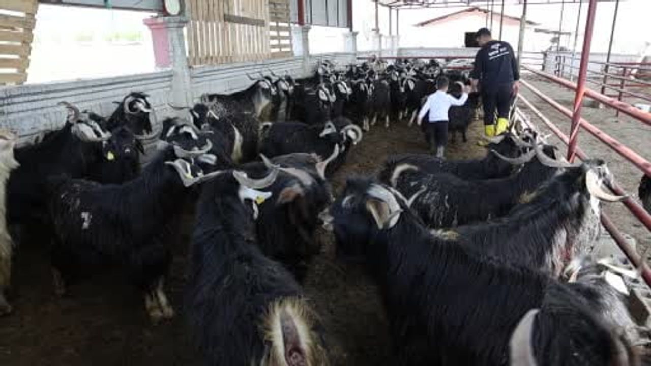 Elazığ'da 140 Kilogramlık Keçi, Bayram Öncesi İlgi Odağı Oldu