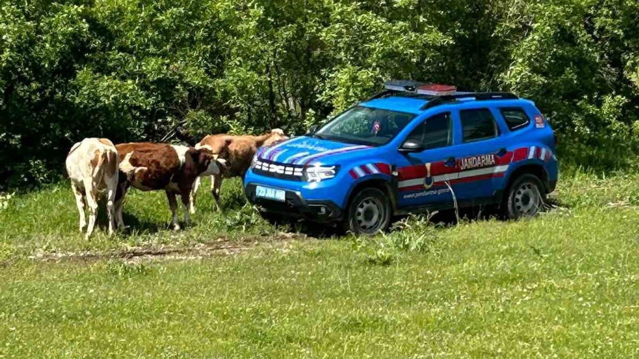Elazığ'da kaybolan 3 büyükbaş jandarma dronuyla bulundu