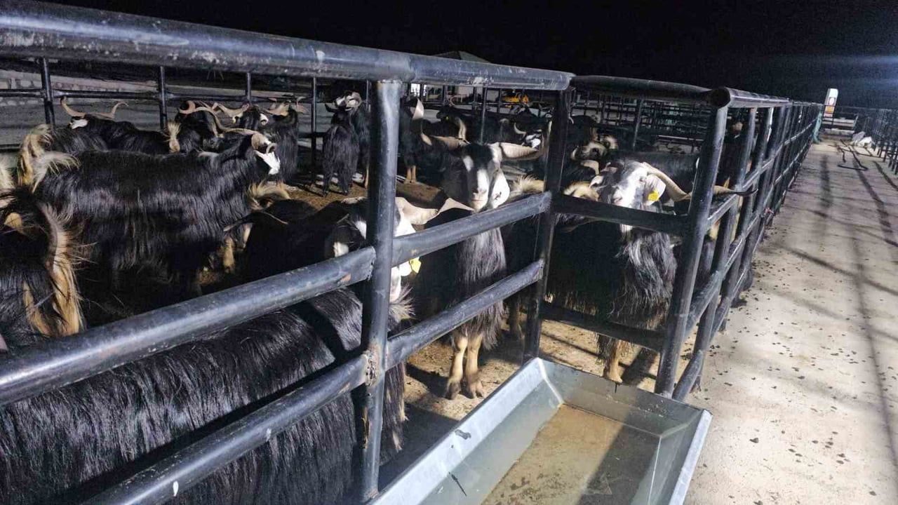 Elazığ'da kurban pazarında gece mesaisi: Besiciler hayvanlarının başında nöbette