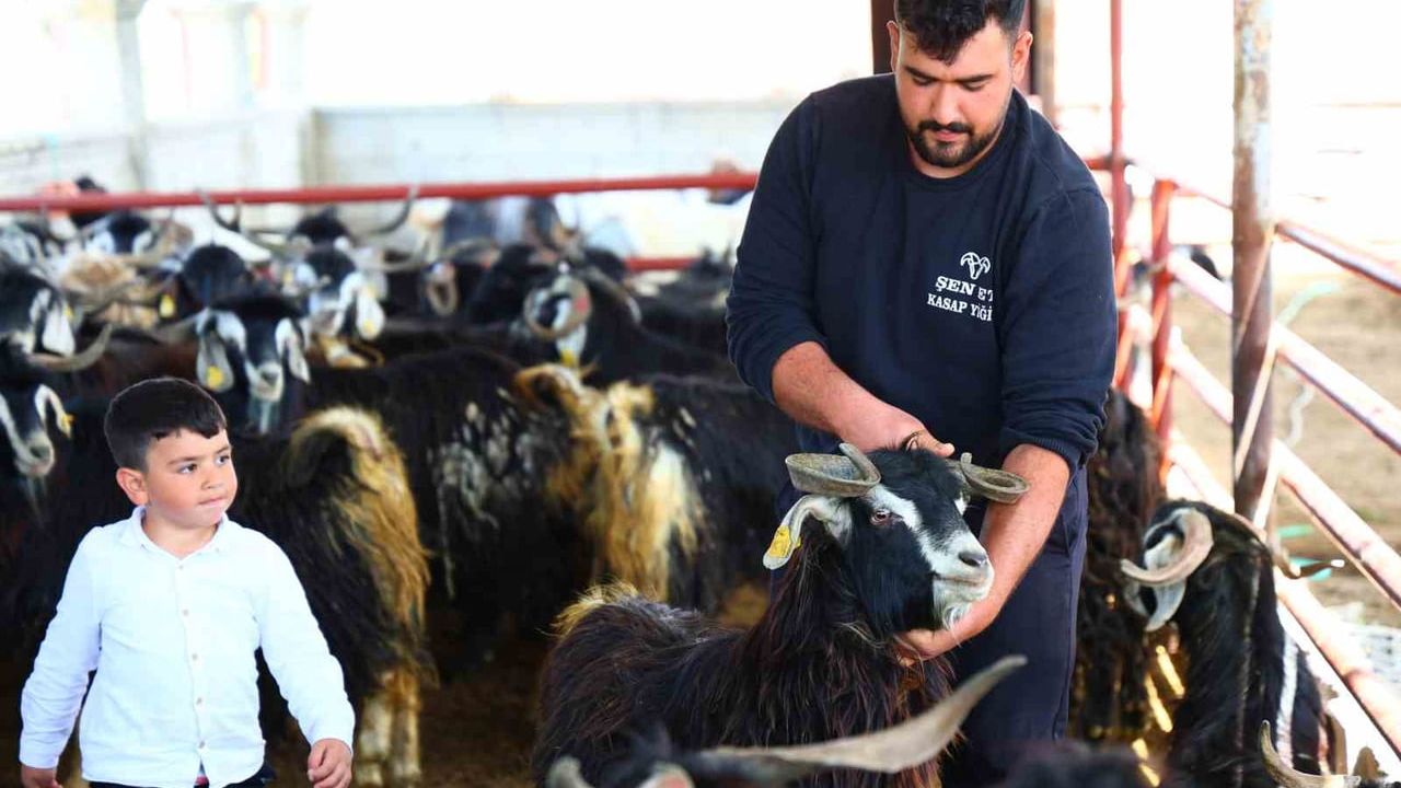 Elazığ’da kurbanlık sezonu: 140 kilogramlık keçi çiftlikte ilgi odağı