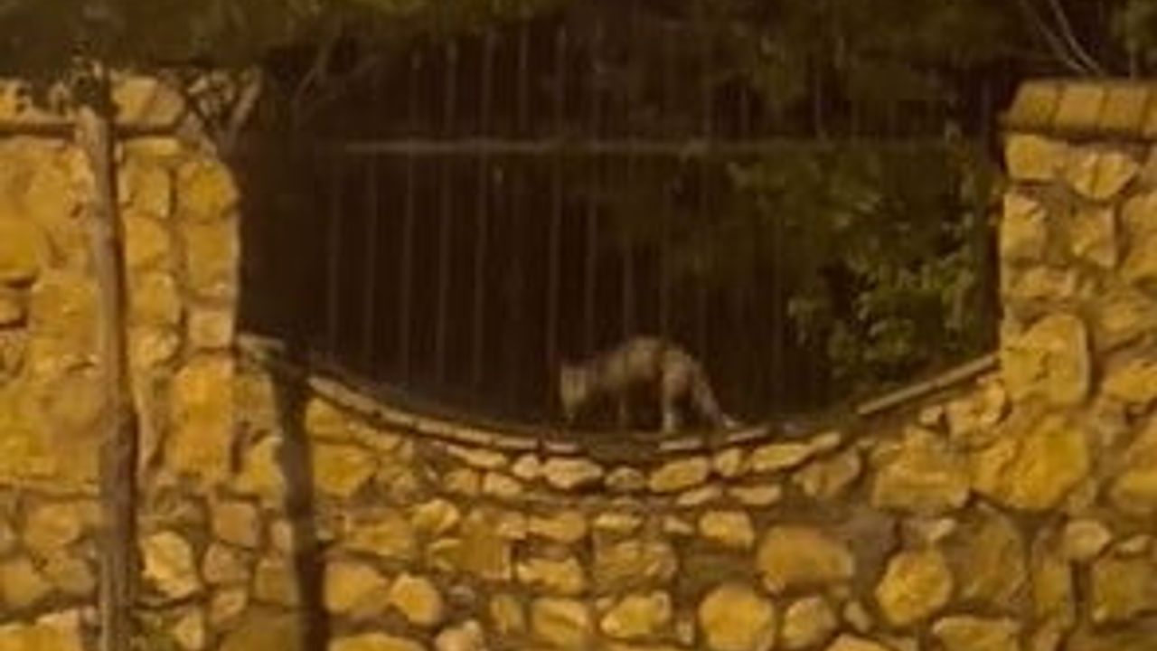 Elazığ'da tilki Abdullahpaşa Mahallesi'nde tavuğu ağzında taşıyarak yerleşimden uzaklaştı
