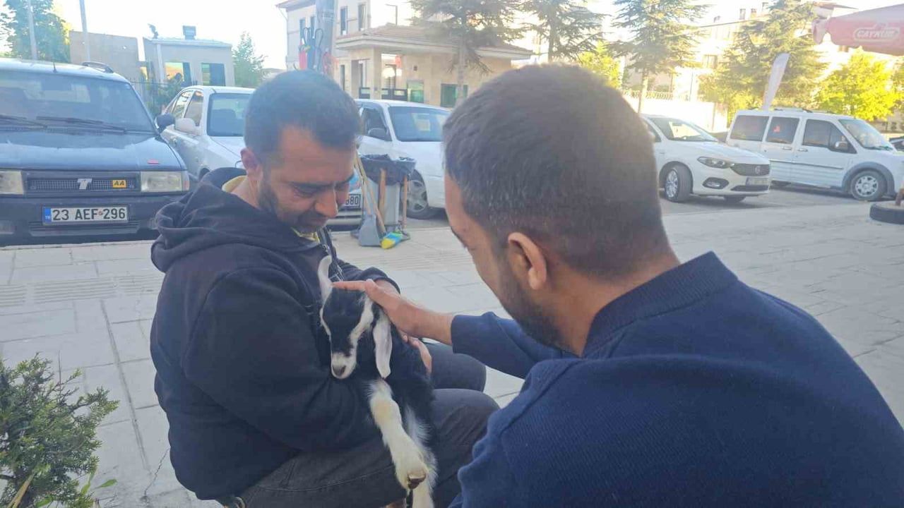 Elazığ'da 'Zeytin' adlı oğlak Abdullahpaşa Mahallesi'nin maskotu oldu