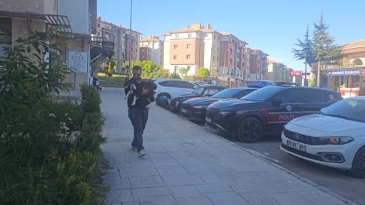 Elazığ'da 'Zeytin' isimli oğlak mahalle maskotu oldu