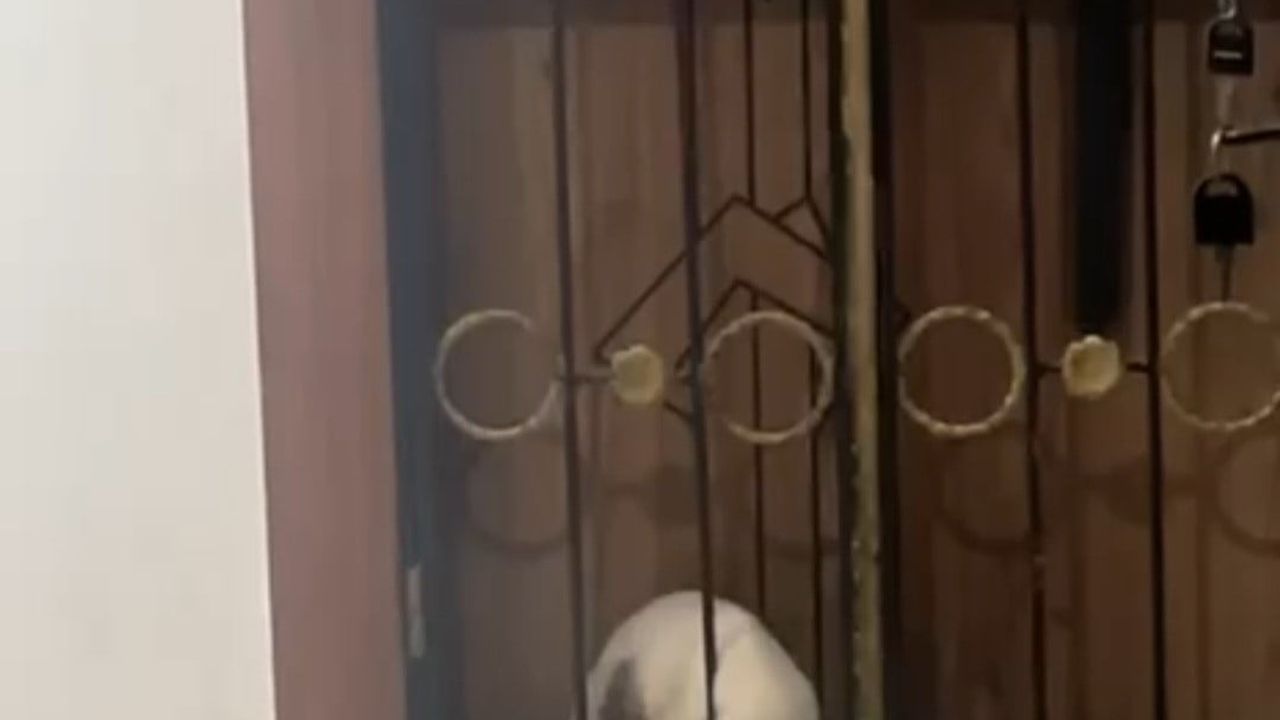 Elazığ Karakoçan'da kedi, apartmanda yakaladığı yılanla dakikalarca oynadı