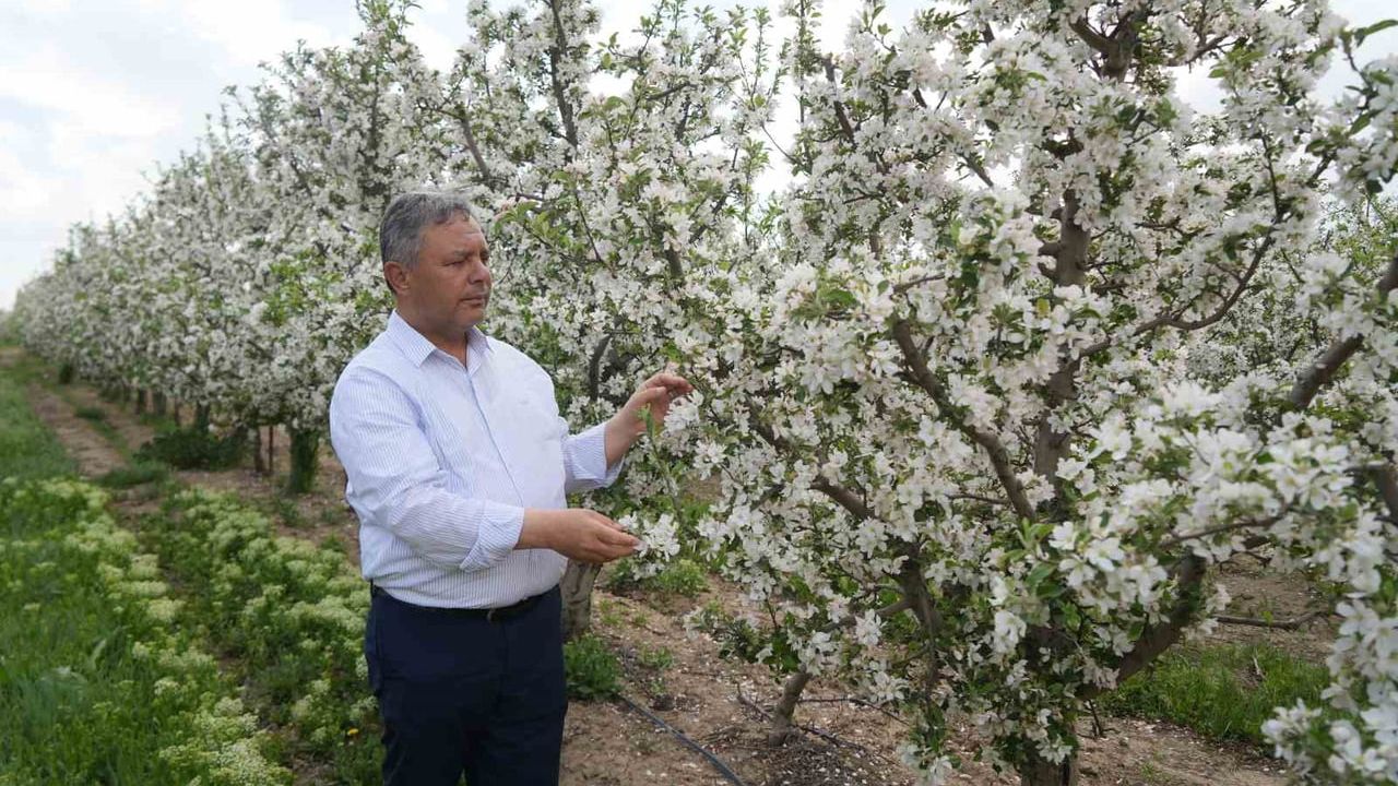 Elmada depo stratejisi: Tüccarların stoklaması fiyat farklarını büyütüyor