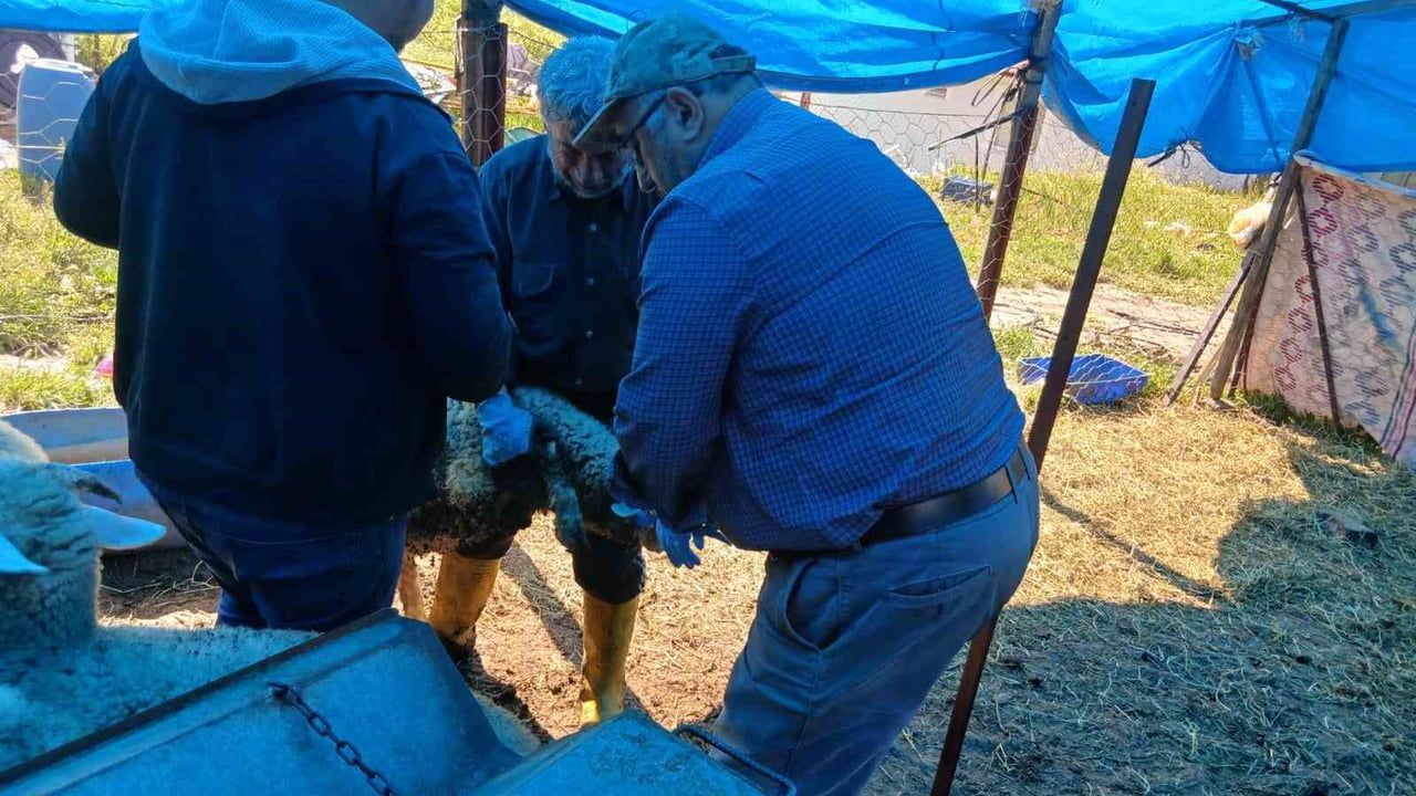 Emet'te küçükbaş hayvanlara yönelik aşılama ve kimliklendirme çalışmaları sürüyor