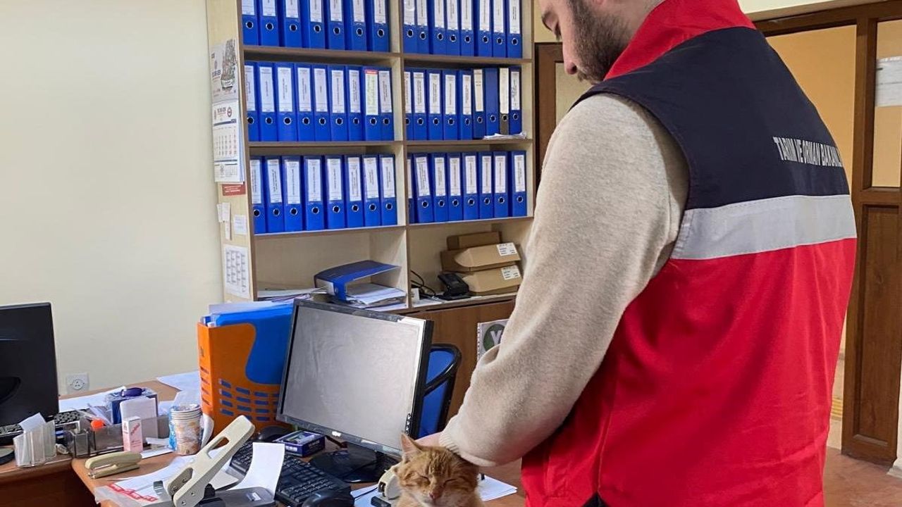 Emet'te sahipli kedi ve köpeklere mikroçip uygulaması ile kimliklendirme ve pasaport tahsisi