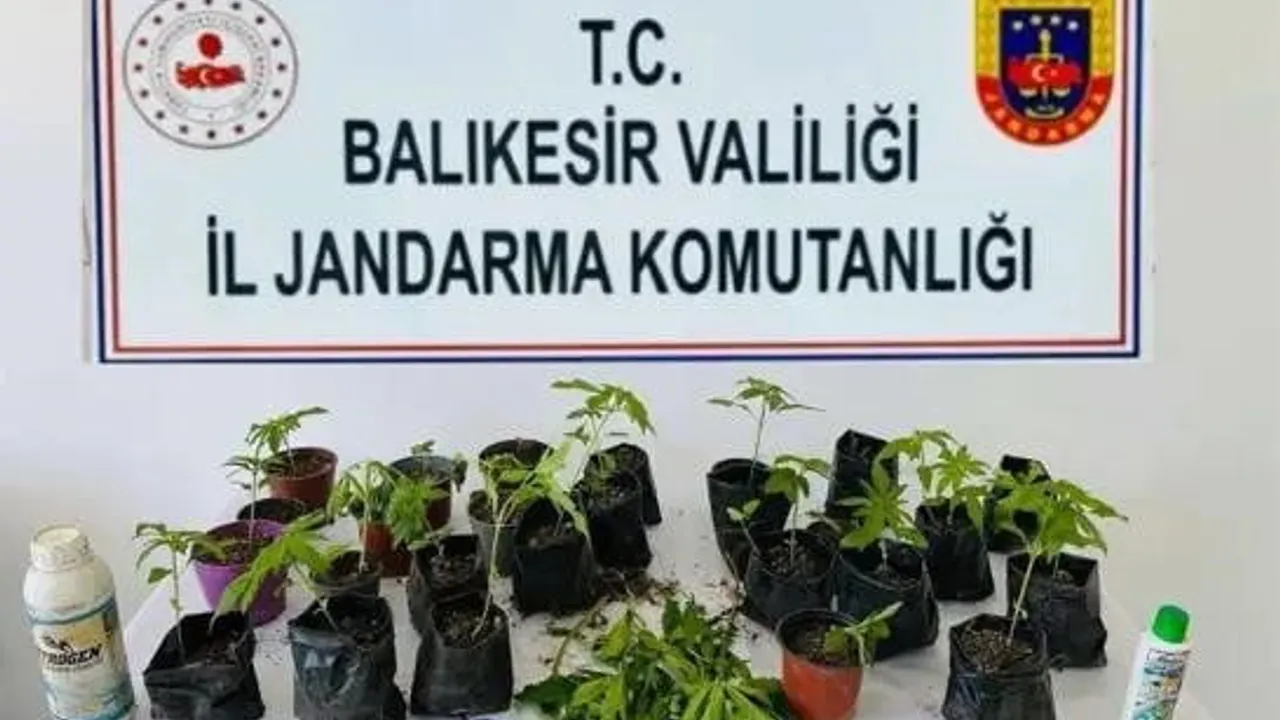 Erdek'te jandarmadan kenevir operasyonu: 32 kök ele geçirildi, 1 şüpheli gözaltında