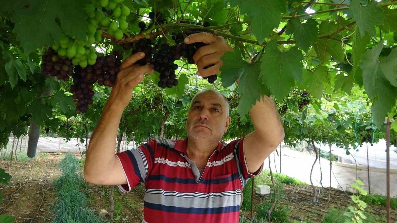 Erdemli'de 'Siyah İnci' Kara Üzümün Turfanda Hasadı Başladı