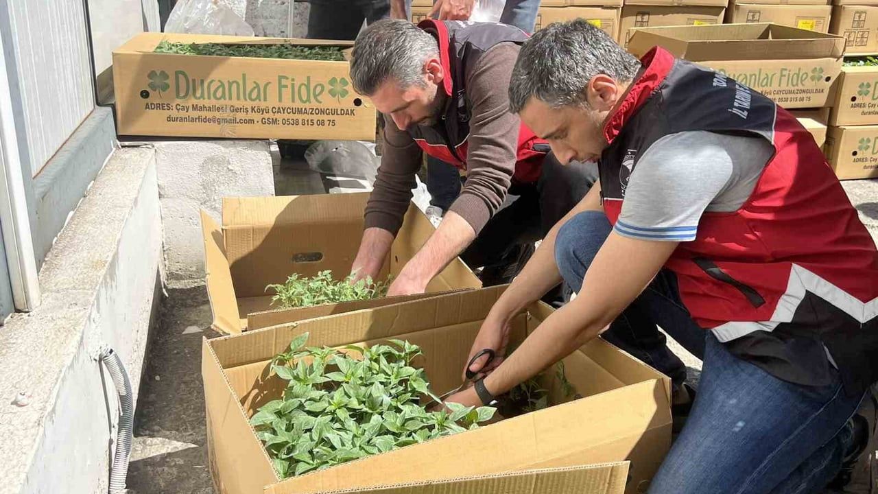 Ereğli'de TAKEP Kapsamında Yüzde 75 Hibe ile 37.330 Domates ve Biber Fidesi Dağıtıldı