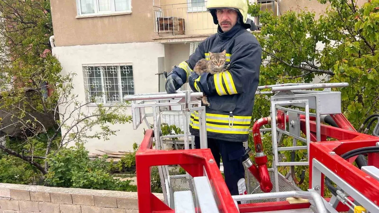 Erzincan'da çatıda mahsur kalan kedi itfaiye ekiplerince kurtarıldı