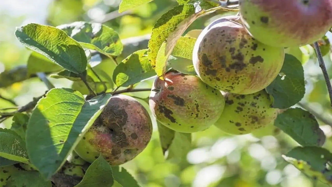 Erzincan'da kara leke uyarısı: Elma ve armut üreticilerine ilaçlama talimatı