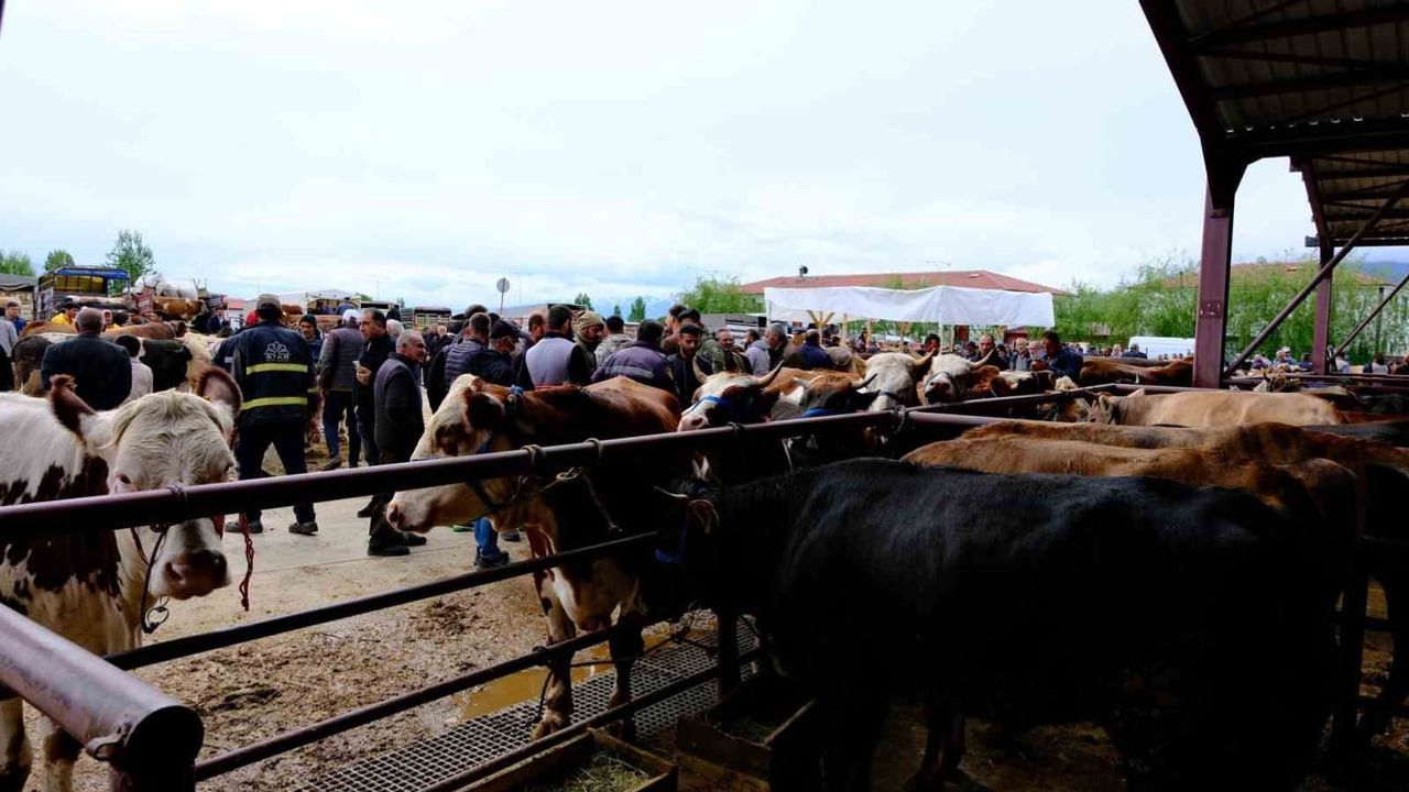 Erzincan'da Kurban Bayramı Öncesi Hayvan Pazarı Canlandı: Sıkı Pazarlıklar ve Düşen Fiyatlar