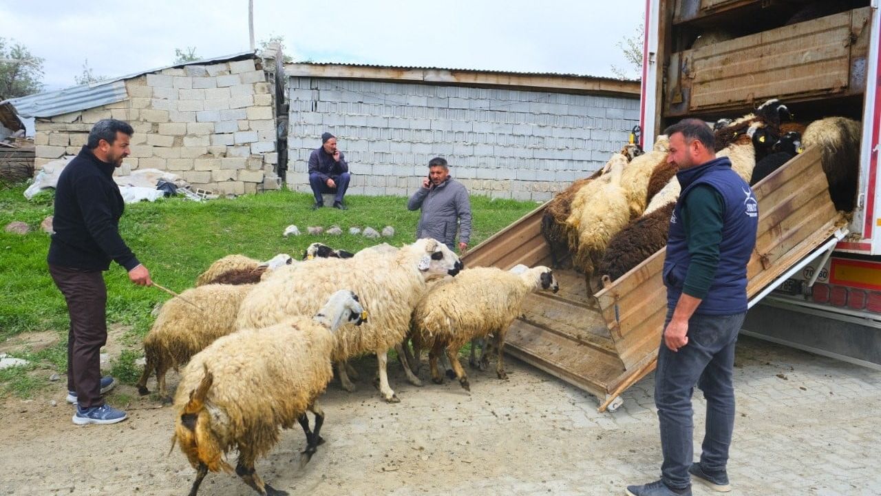 Erzincan’da Tulum Peyniri İçin Yaz Yayla Yolculuğu Başladı