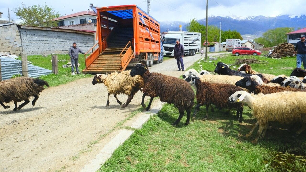 Erzincan’da yayla sezonu başladı, üreticiler hayvanları kamyonlara bindirmekte zorlandı