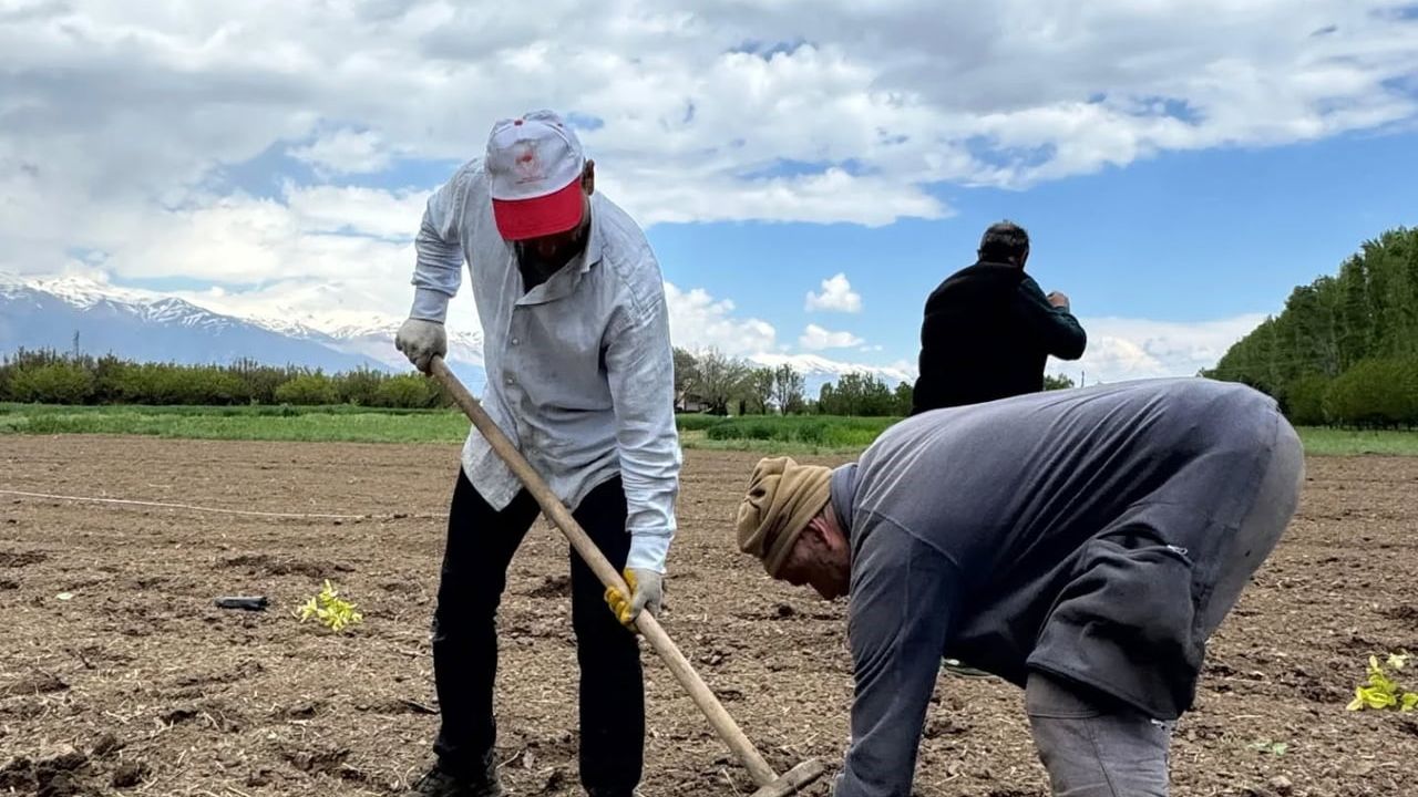 Erzincan Enstitüsü, aronya çeşitlerinin adaptasyonu için 'Aronya Koleksiyon Bahçesi' kurdu