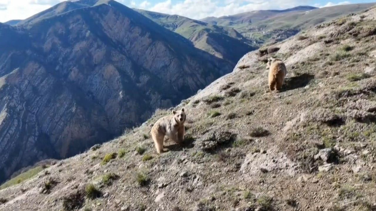 Erzincan Refahiye'de Yetiştirici, Drone ile Sürüye Yaklaşan 3 Bozayıyı Uzaklaştırdı